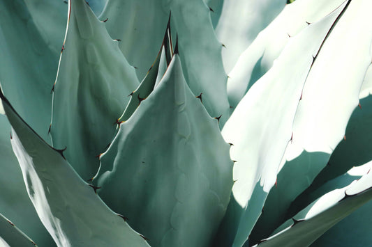 Agave Field
