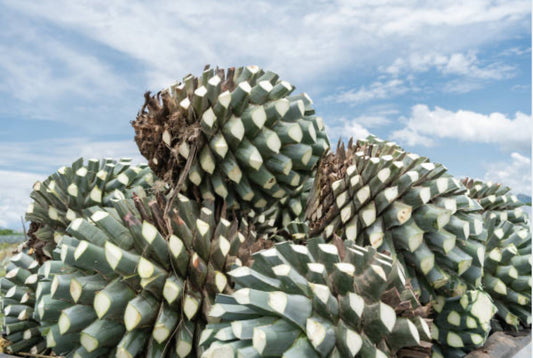 Tequila Trends 2024: Navigating the Ever-Evolving Landscape of the Liquor Industry in the USA