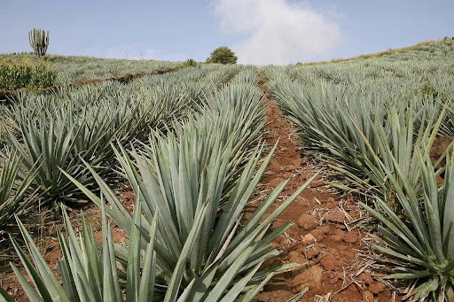 Honoring the History of Tequila: How a Spirit Became More Than a Drink